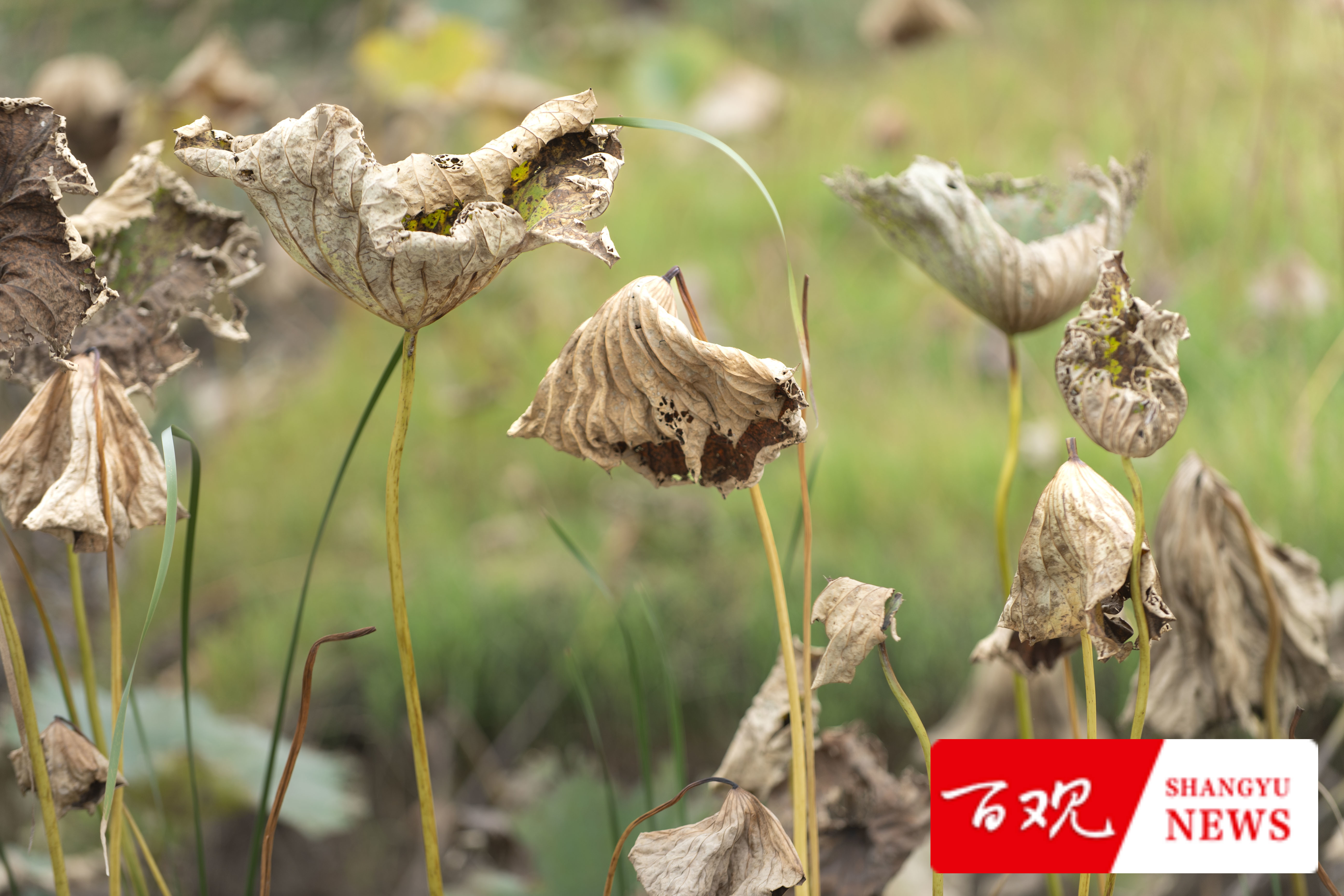 DSC_9626.jpg DSC_9626.jpg