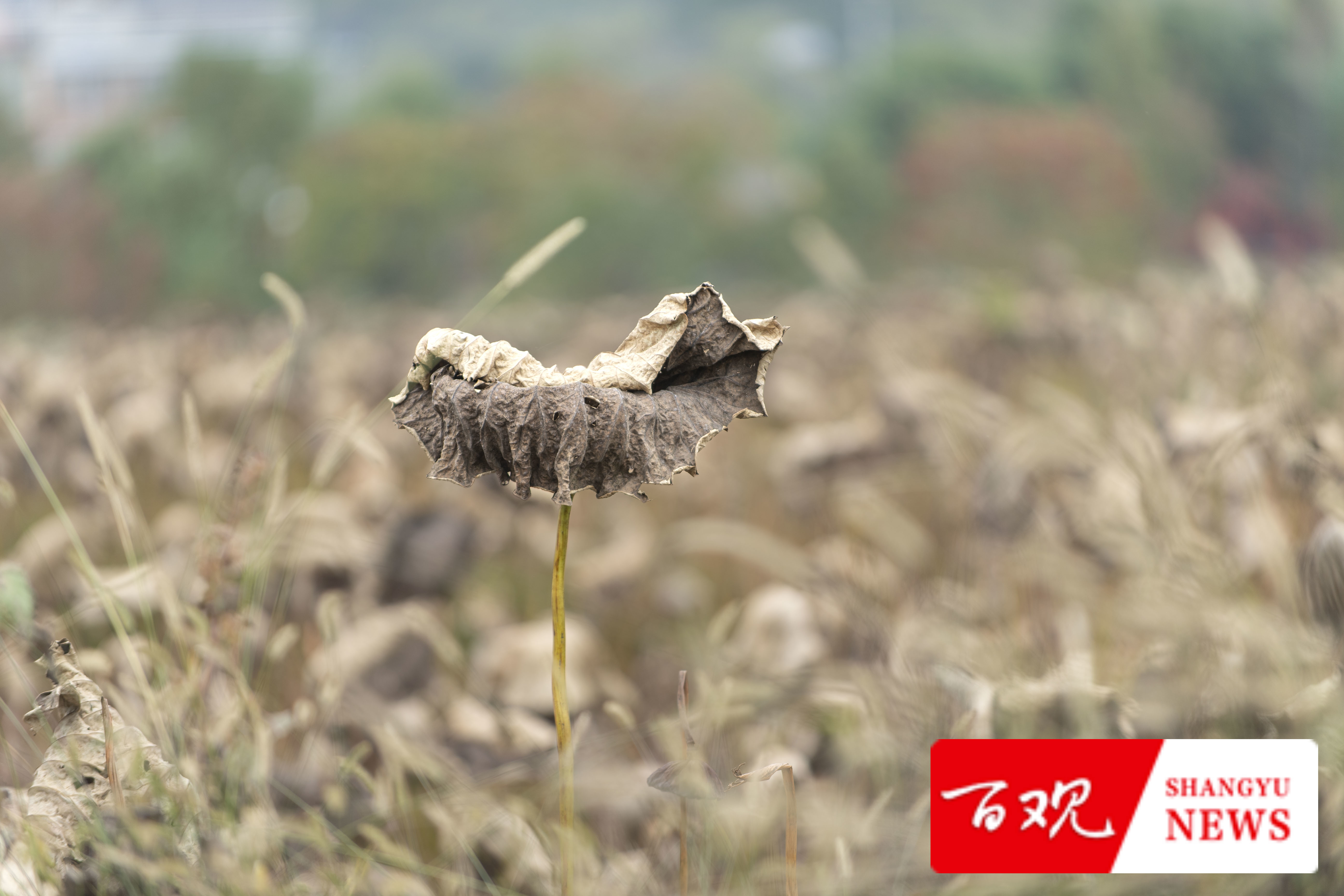 DSC_9629.jpg DSC_9629.jpg