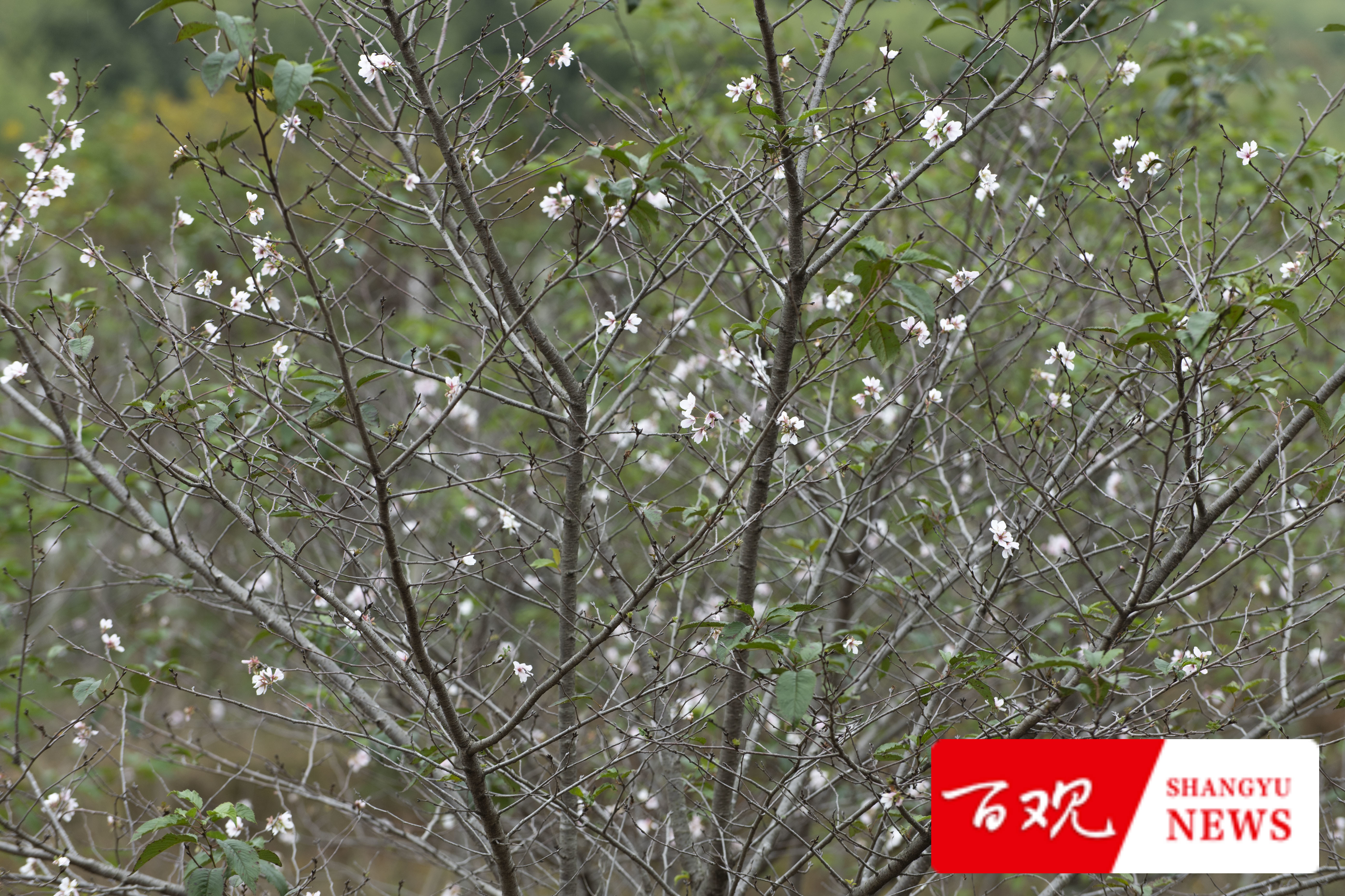 DSC_9650.jpg DSC_9650.jpg